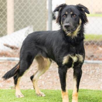 FRANKIE -  German Shepherd Dog Dog for Adoption in Camarillo, California - FRANKIE | PetCurious