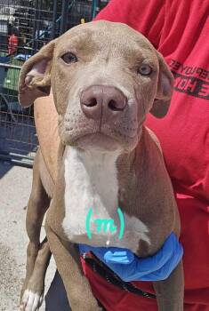 Black Mouth Cur and American Bulldog Dogs Available for Adoption - Kevin On Break | PetCurious