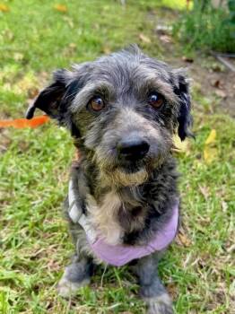Charley -  Mixed Breed Dog for Adoption in Los Angeles, California - Charley | PetCurious