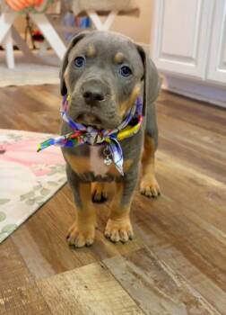 Trisha -  Hound Dog for Adoption in Sanford, Florida - Trisha | PetCurious