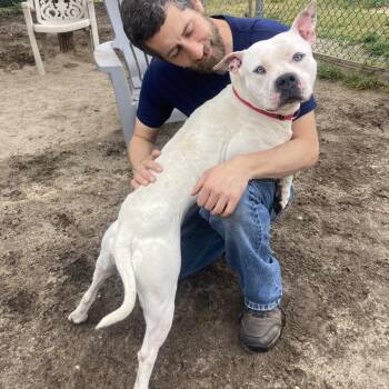 Pit Bull Terrier Dogs Available for Adoption in Newark, New Jersey - Maybelline | PetCurious