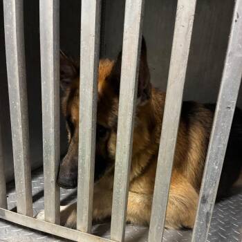 GOOSE -  German Shepherd Dog Dog for Adoption in Greensboro, North Carolina - GOOSE | PetCurious