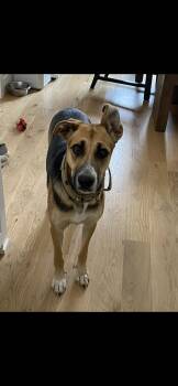 German Shepherd Dog and Boxer Dogs Available for Adoption in Edmond, Oklahoma - Mira | PetCurious