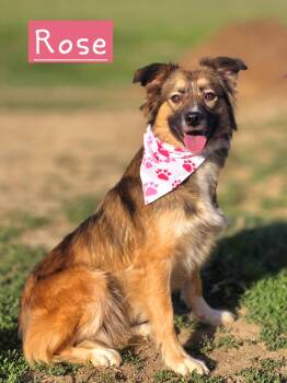 Australian Shepherd Dogs Available for Adoption in Walthill, Nebraska - Rose | PetCurious