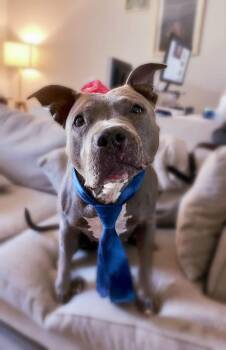 Gwen -  Pit Bull Terrier Dog for Adoption in Powell Butte, Oregon - Gwen | PetCurious