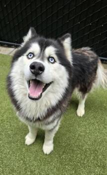 Theodore -  Siberian Husky and Mixed Breed Dog for Adoption in Bellevue, Washington - Theodore | PetCurious