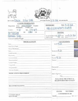 Eloise -  German Shepherd Dog Dog for Adoption in Springfield, Ohio - Eloise | PetCurious