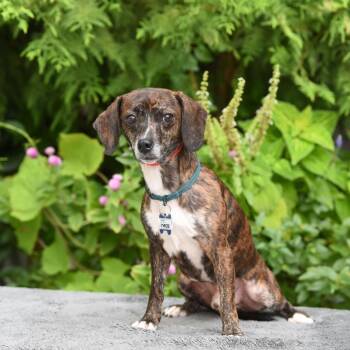 Ethridge -  Dachshund and Mixed Breed Dog for Adoption in Wake Forest, North Carolina - Ethridge | PetCurious