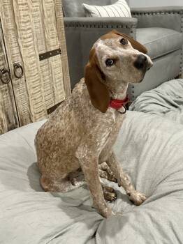 Rescue Coonhound Dogs for Adoption in Charleston, South Carolina - Sally O'Malley | PetCurious