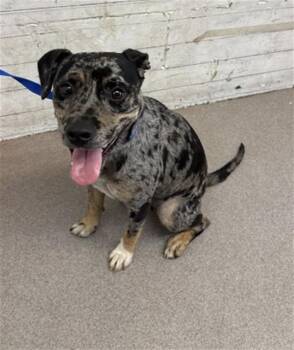 OPHELIA -  Pit Bull Terrier and Catahoula Leopard Dog Dog for Adoption in San Bernardino, California - OPHELIA | PetCurious