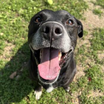 Rescue Black Labrador Retriever Dogs for Adoption in Fairmont, Minnesota - Duke | PetCurious