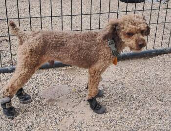 Linden -  Poodle Dog for Adoption in Mukwonago, Wisconsin - Linden | PetCurious
