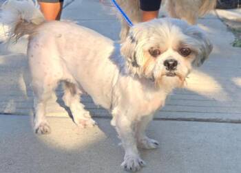 Rescue Shih Tzu Dogs for Adoption in San Antonio, Texas - Phillip | PetCurious