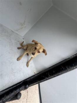 Chihuahua Dogs Available for Adoption in Houston, Texas - A655703 | PetCurious