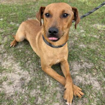 Leo -  Dachshund and Hound Dog for Adoption in Foley, Alabama - Leo | PetCurious
