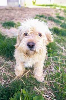 Baxter -  Cocker Spaniel and Terrier Dog Available for Adoption in Loogootee, Indiana - Baxter | PetCurious