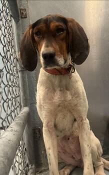 Rescue Treeing Walker Coonhound Dogs for Adoption in Lexington, Massachusetts - Birdie | PetCurious