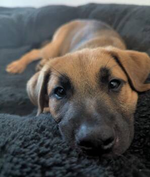 Border Collie and Labrador Retriever Dogs Available for Adoption in Houston, Texas - Adorable Puppy Brothers Looking For Her Forever Home! (NH-715293 | PetCurious
