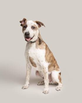 American Bulldog Dogs Available for Adoption - Milo | PetCurious