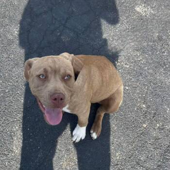 Pit Bull Terrier Dogs Available for Adoption in Matteson, Illinois - Daphne | PetCurious