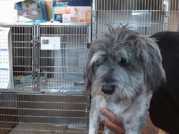 Schnauzer Dogs Available for Adoption - COSMO | PetCurious