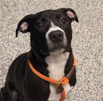 Boxer and Labrador Retriever Dogs Available for Adoption in Golden, Colorado - Troy | PetCurious