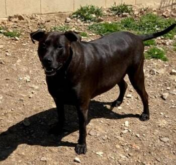 Rescue Labrador Retriever Dogs for Adoption in Augusta, West Virginia - Bronco | PetCurious
