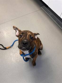 Chomps fka Porkchop -  Mixed Breed Dog for Adoption in West Chester, Pennsylvania - Chomps Fka Porkchop | PetCurious