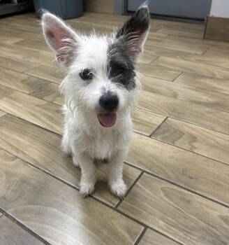 Sushi -  Jack Russell Terrier Dog for Adoption - Sushi | PetCurious