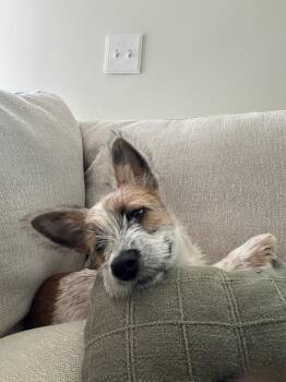 Pfannie -  Terrier Dog for Adoption in Fort Lupton, Colorado - Pfannie | PetCurious
