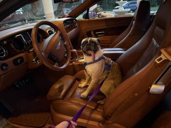Gooby -  Pug Dog for Adoption in Alafaya, Florida - Gooby | PetCurious