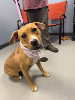 Rescue Terrier Dogs for Adoption in Zanesville, Ohio - Latto | PetCurious