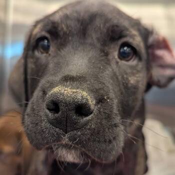 Mixed Breed Dogs Available for Adoption - Comet | PetCurious