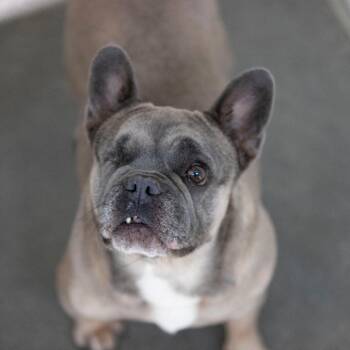 Misty (AG26-163) -  French Bulldog Dog for Adoption in Peyton, Colorado - Misty (AG26-163) | PetCurious