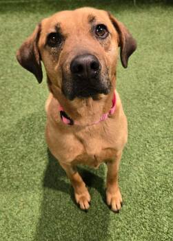 Mixed Breed Dogs Available for Adoption in Racine, Wisconsin - Cleo Jean | PetCurious