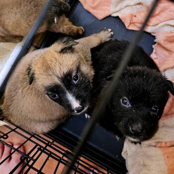 Lobo -  Belgian Shepherd Malinois and Border Collie Dog for Adoption in Oceanside, California - Lobo | PetCurious