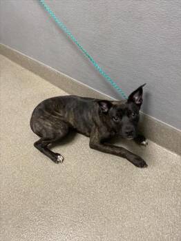 JESICA -  Pit Bull Terrier Dog for Adoption in Las Vegas, Nevada - JESICA | PetCurious