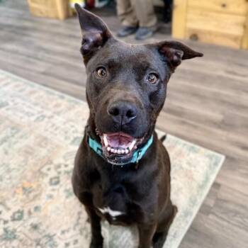 Pit Bull Terrier and Labrador Retriever Dogs Available for Adoption - Leela Lou Lovey The Social Butterfly | PetCurious