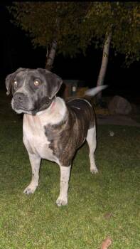 Rescue Labrador Retriever Dogs for Adoption in Niagara Falls, Ontario - Name:  Ashes (20250320-02) | PetCurious