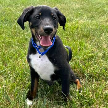 Beagle Dogs Available for Adoption in Midlothian, Virginia - Maxie | PetCurious