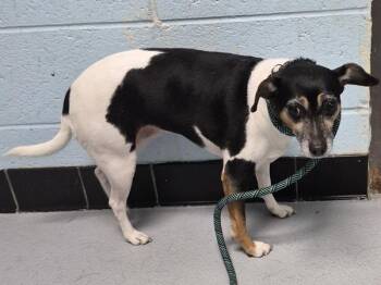 Terrier Dogs Available for Adoption in Lawrenceville, Georgia - Pen 229 Bonnie | PetCurious