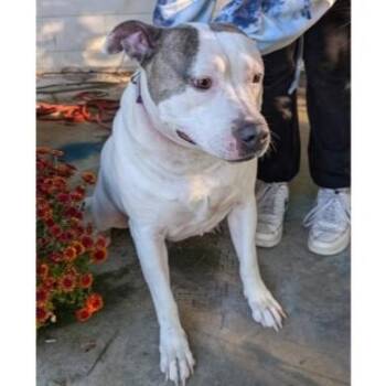 Rescue Terrier and Pit Bull Terrier Dogs for Adoption in Clarksville, Virginia - Brandy (courtesy Post) | PetCurious