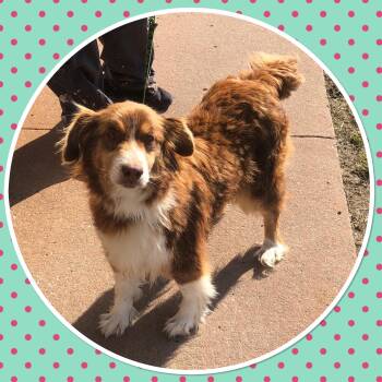 Australian Shepherd Dogs Available for Adoption - SENNA | PetCurious