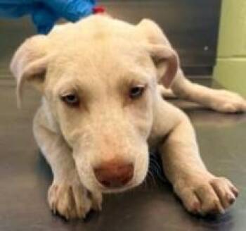 Retriever and Mixed Breed Dogs Available for Adoption in Kansas City, Missouri - Woody | PetCurious