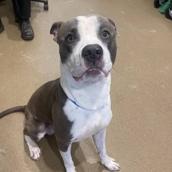 Sugarbuns -  Mixed Breed Dog for Adoption in Chattanooga, Tennessee - Sugarbuns | PetCurious