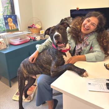 Showpony -  Mastiff and Mixed Breed Dog for Adoption in Wheeling, Illinois - Showpony | PetCurious
