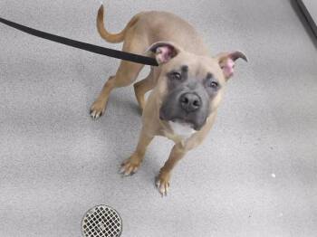 SQUIRE -  Mastiff and Mixed Breed Dog for Adoption in Omaha, Nebraska - SQUIRE | PetCurious
