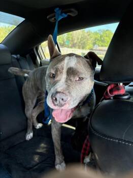 American Bully Dogs Available for Adoption in Milton, Florida - Booger | PetCurious