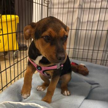 Sis -  Shepherd and Mixed Breed Dog for Adoption in West Point, Mississippi - Sis | PetCurious