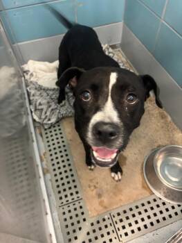 MARGO -  Staffordshire Bull Terrier and Mixed Breed Dog for Adoption in Houston, Texas - MARGO | PetCurious
